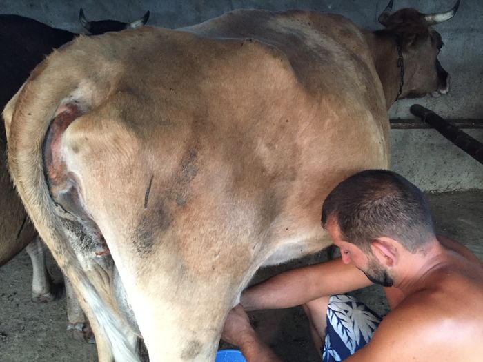 image - Vacutele seara la muls-6