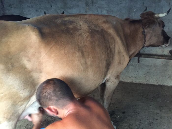 image - Vacutele seara la muls-6