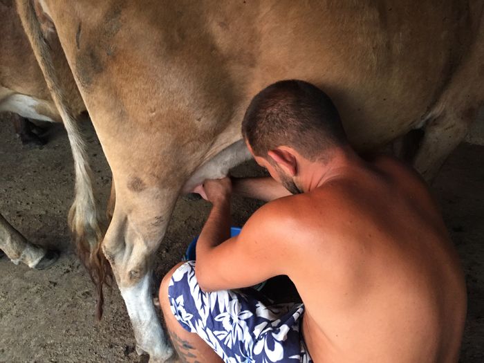 image - Vacutele seara la muls-6