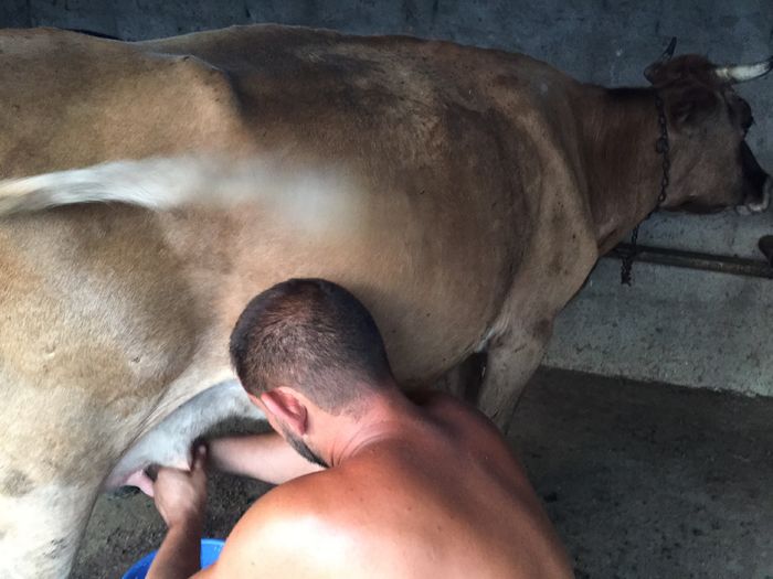 image - Vacutele seara la muls-6