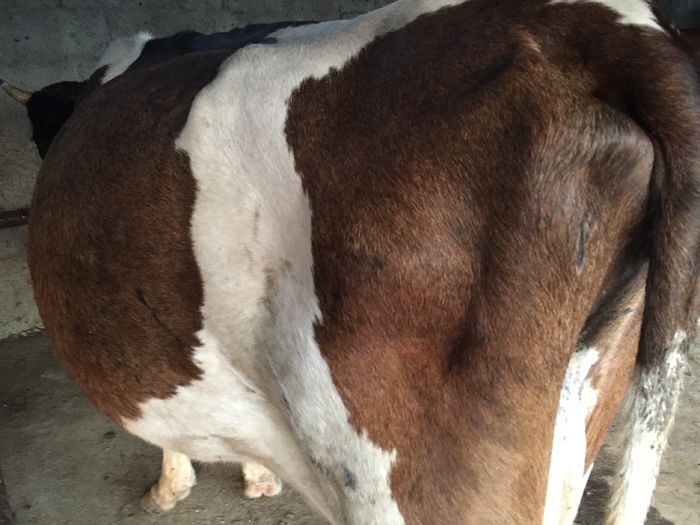 image - Vacutele seara la muls-6