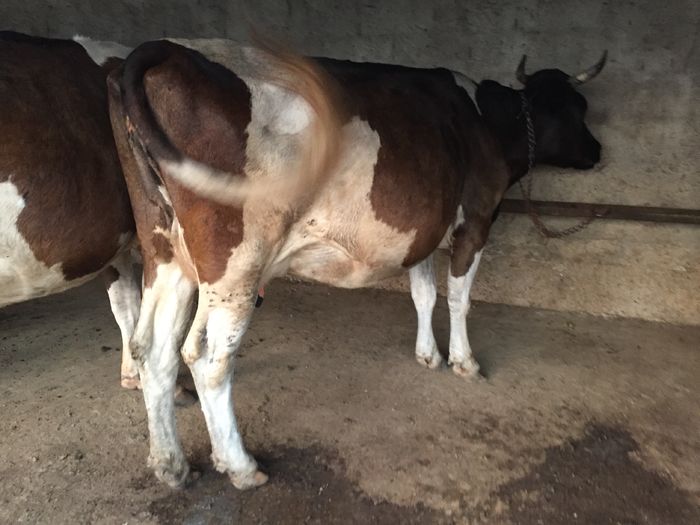 image - Vacutele seara la muls-6