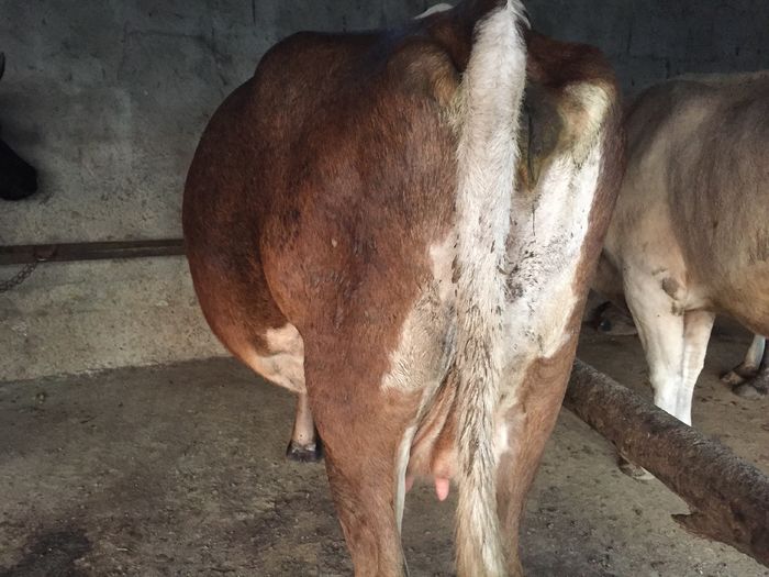 image - Vacutele seara la muls-6