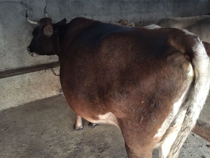 image - Vacutele seara la muls-6