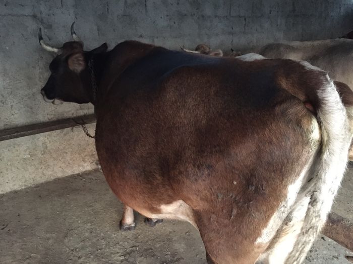 image - Vacutele seara la muls-6