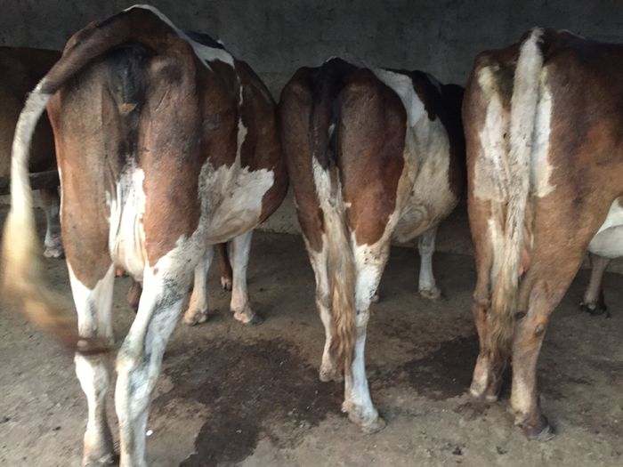 image - Vacutele seara la muls-6