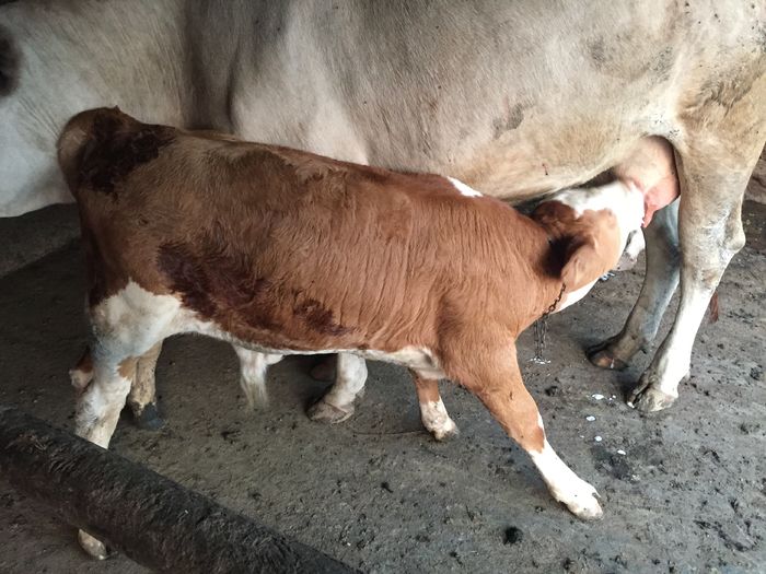 image - Vacutele seara la muls-6