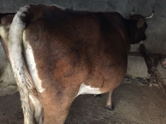 image - Vacutele seara la muls-6