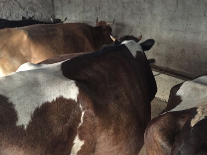 image - Vacutele seara la muls-6