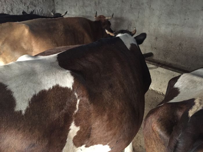 image - Vacutele seara la muls-6