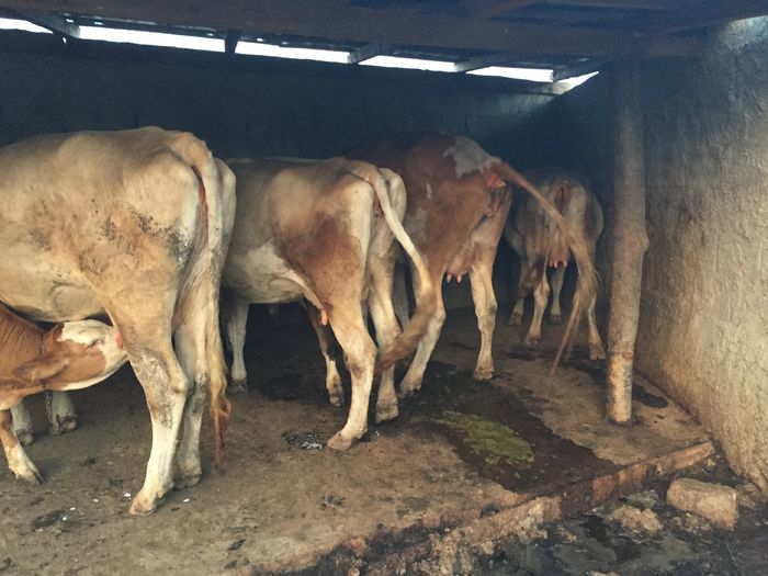 image - Vacutele seara la muls-6