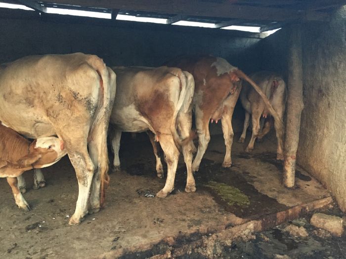 image - Vacutele seara la muls-6