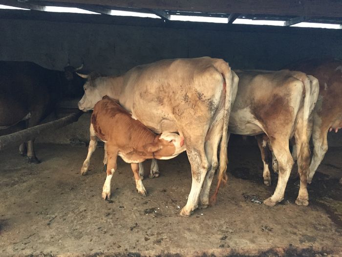 image - Vacutele seara la muls-6