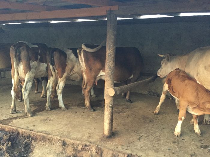 image - Vacutele seara la muls-6