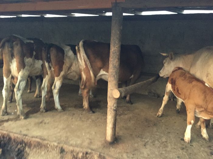 image - Vacutele seara la muls-6