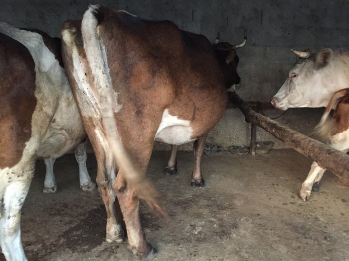 image - Vacutele seara la muls-6