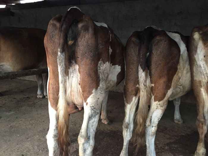 image - Vacutele seara la muls-6