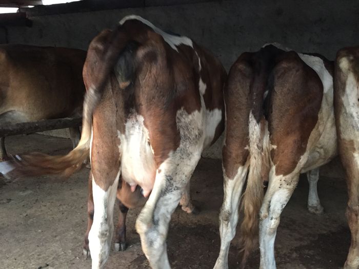 image - Vacutele seara la muls-6