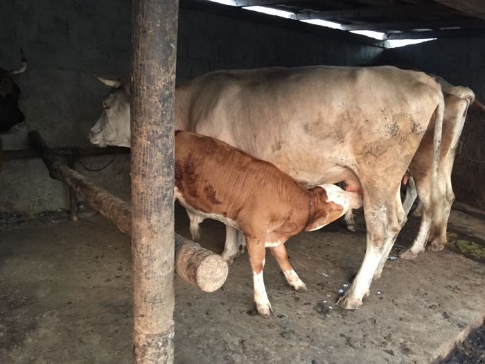 image - Vacutele seara la muls-6