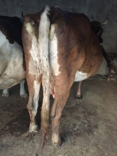 image - Vacutele seara la muls-6