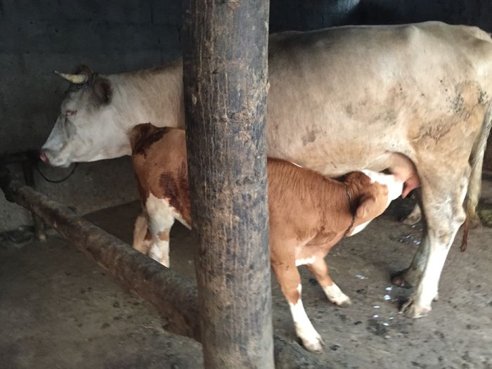 image - Vacutele seara la muls-6