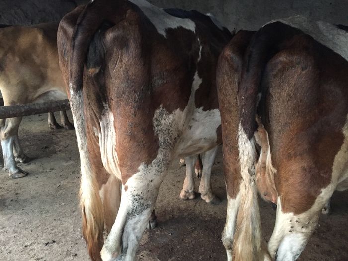 image - Vacutele seara la muls-6