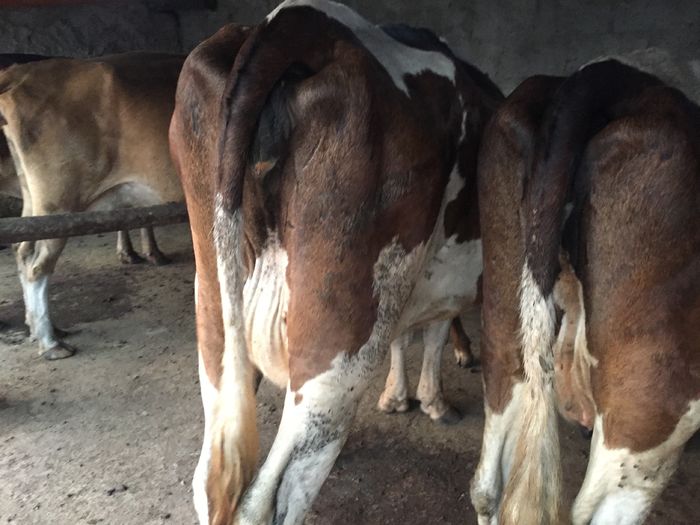 image - Vacutele seara la muls-6