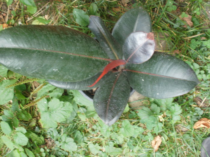  - Plante ghiveci