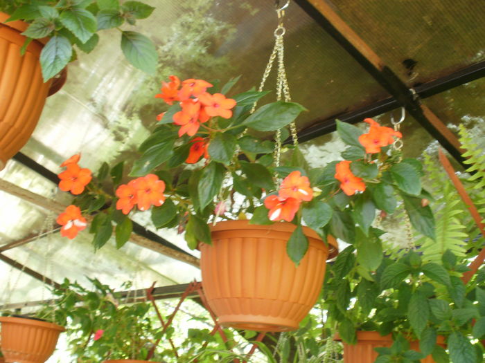  - Plante ghiveci