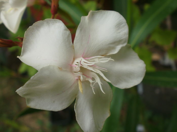  - Plante ghiveci
