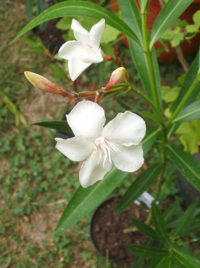  - Plante ghiveci