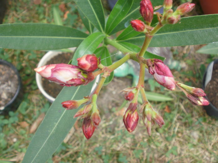  - Plante ghiveci
