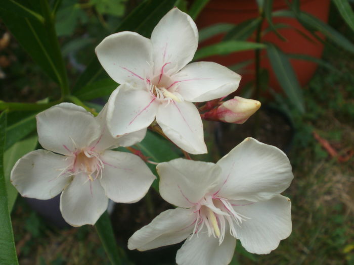  - Plante ghiveci