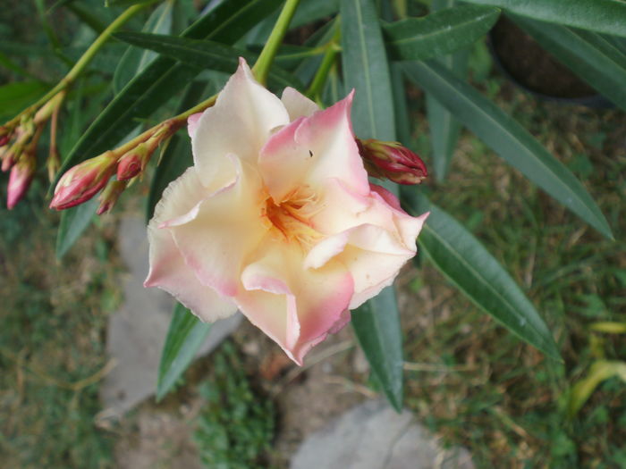  - Plante ghiveci