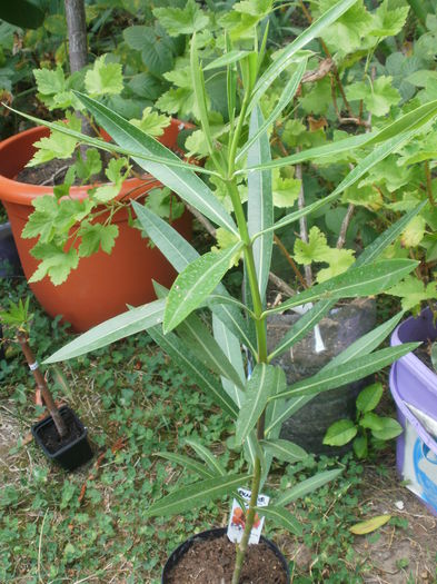  - Plante ghiveci