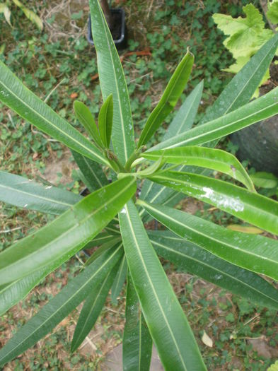  - Plante ghiveci