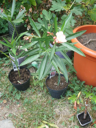 - Plante ghiveci