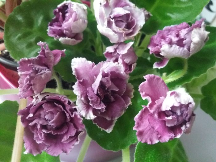 rs duchess - frunze violete 3 lei