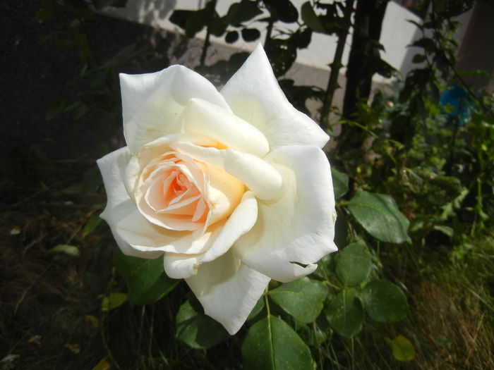 Rose Adriana (2016, June 19)