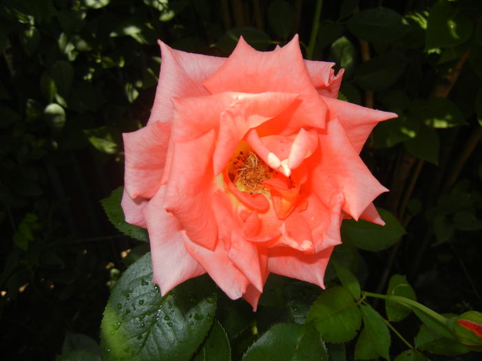 Rose Monica (2016, June 19)