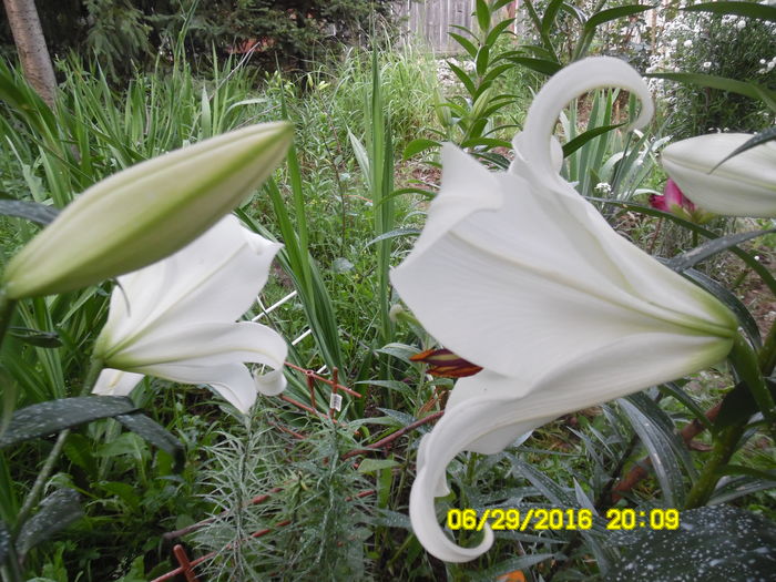 Muscadet- foarte parfumat - Crini dalii gladiole