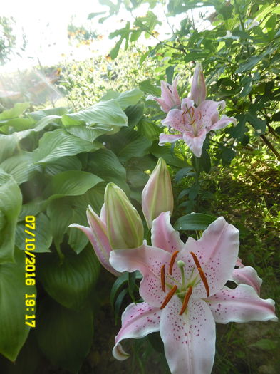 SAM_3716 - Crini dalii gladiole