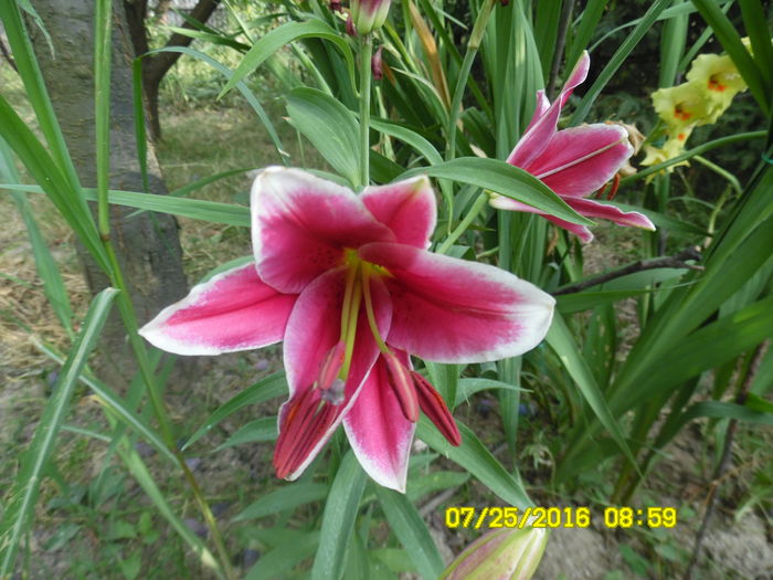 Lilium Frisco? - Crini dalii gladiole