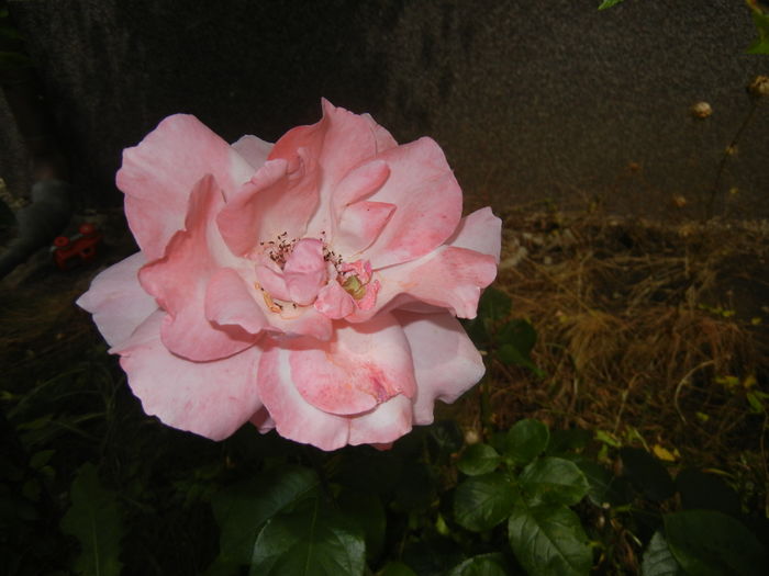 Rose Queen Elisabeth (2016, Jun.20)