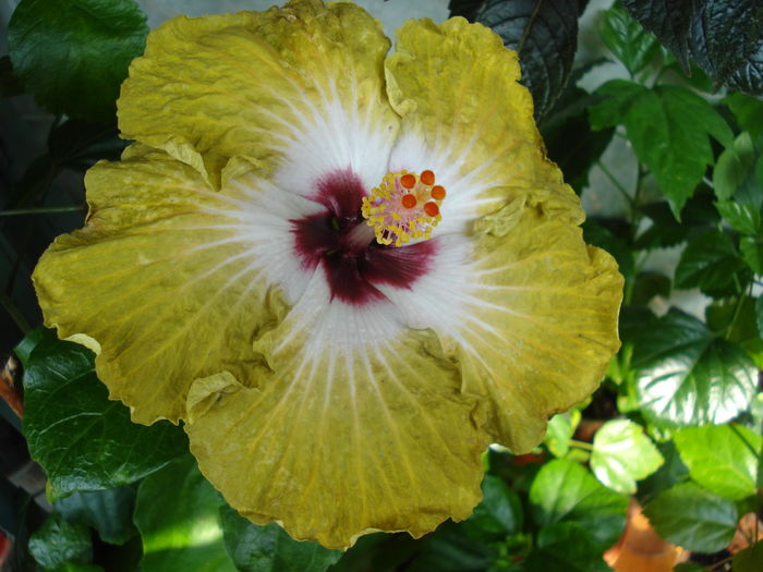 DSC06198 - Hibiscus Joseph Dimino