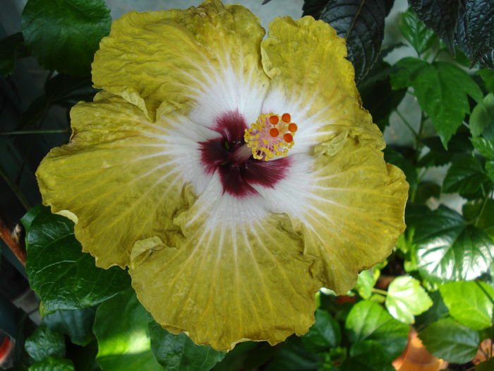 DSC06199 - Hibiscus Joseph Dimino