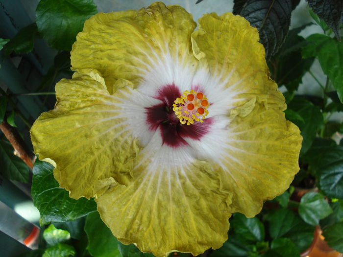 DSC06200 - Hibiscus Joseph Dimino