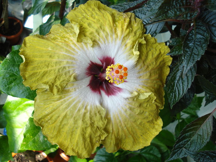 DSC06179 - Hibiscus Joseph Dimino