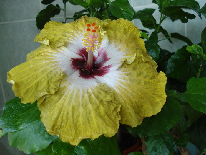 DSC06182 - Hibiscus Joseph Dimino