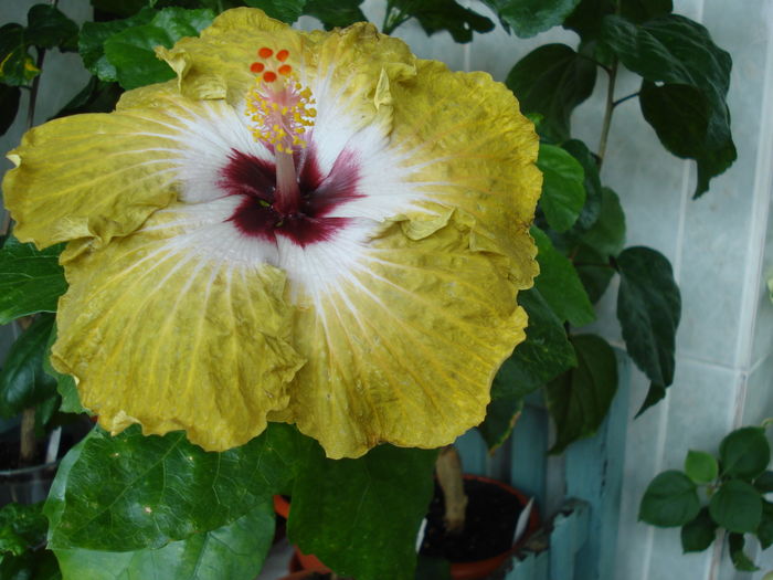 DSC06186 - Hibiscus Joseph Dimino